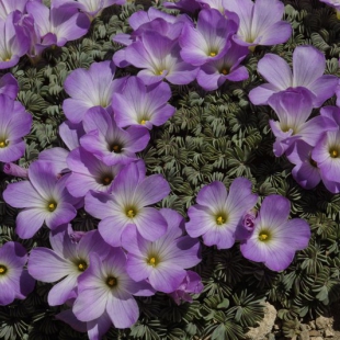 Oxalis adenophylla